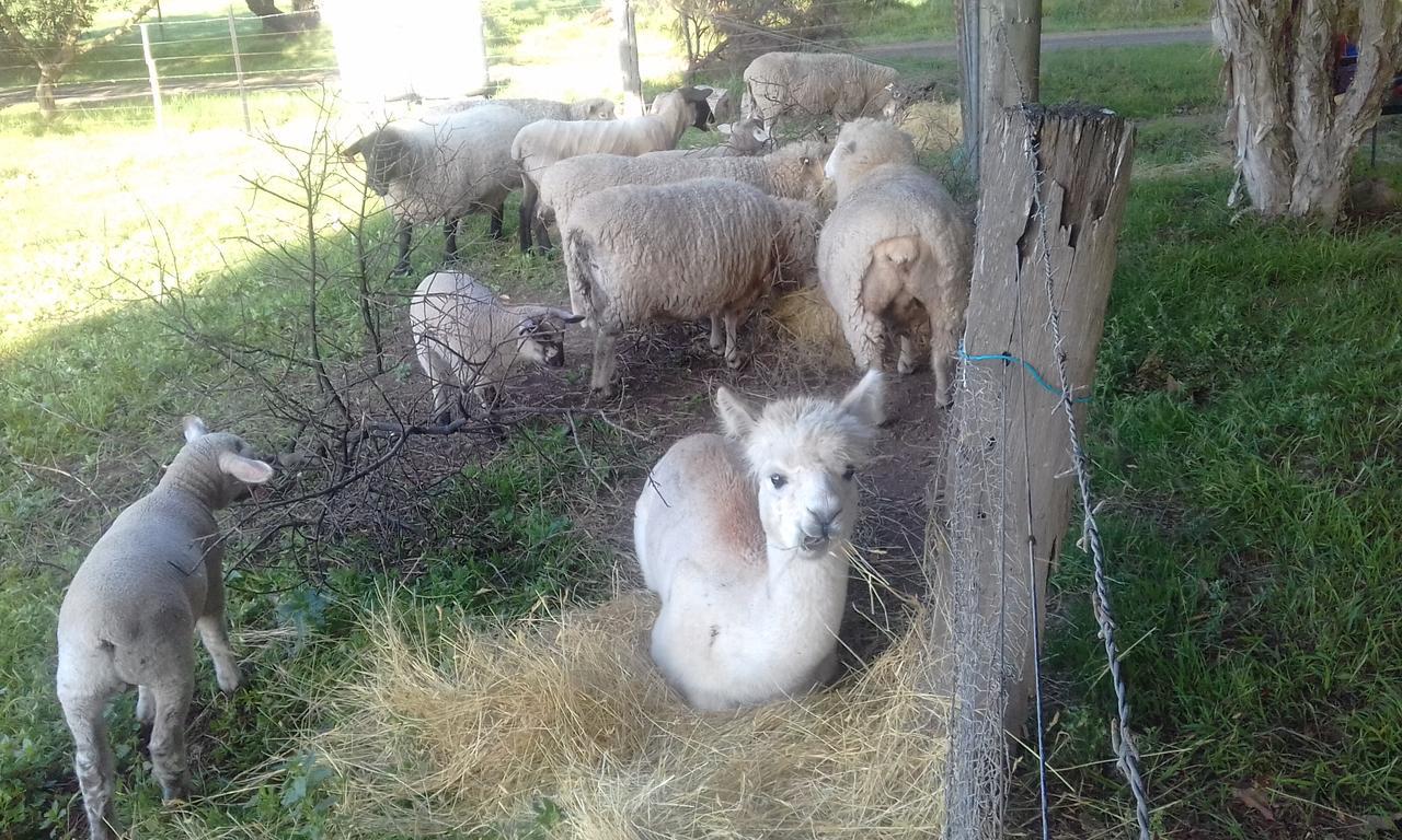 Ripples N Tonic Farmstay Ventnor Экстерьер фото