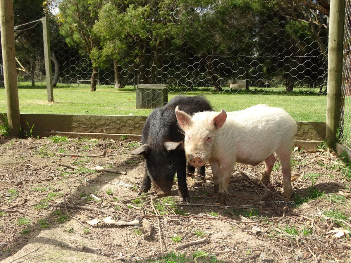 Ripples N Tonic Farmstay Ventnor Экстерьер фото