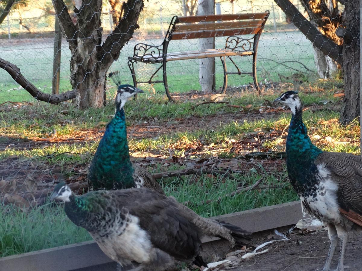 Ripples N Tonic Farmstay Ventnor Экстерьер фото